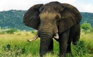 African elephant.png